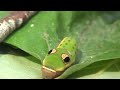 Spicebush caterpillar defense