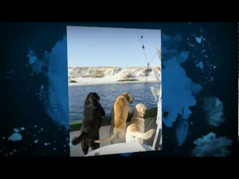 Labs on a Boat – plus dolphins!