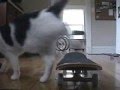 Riley the Skateboarding Kitty