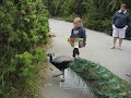 Attack of the peacock