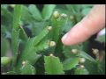 Christmas Cactus as Houseplants Christmas Cactus as Houseplants