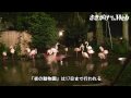 大森山動物園「夜の動物園」 狼たちの午後