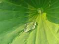 the lotus effect