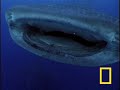 Whale Shark