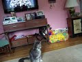 Three Beautiful Cats