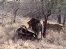 The King of Animals