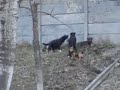 Da Romanian Tek Support Dogz Da Romanian Tek Support Dogz