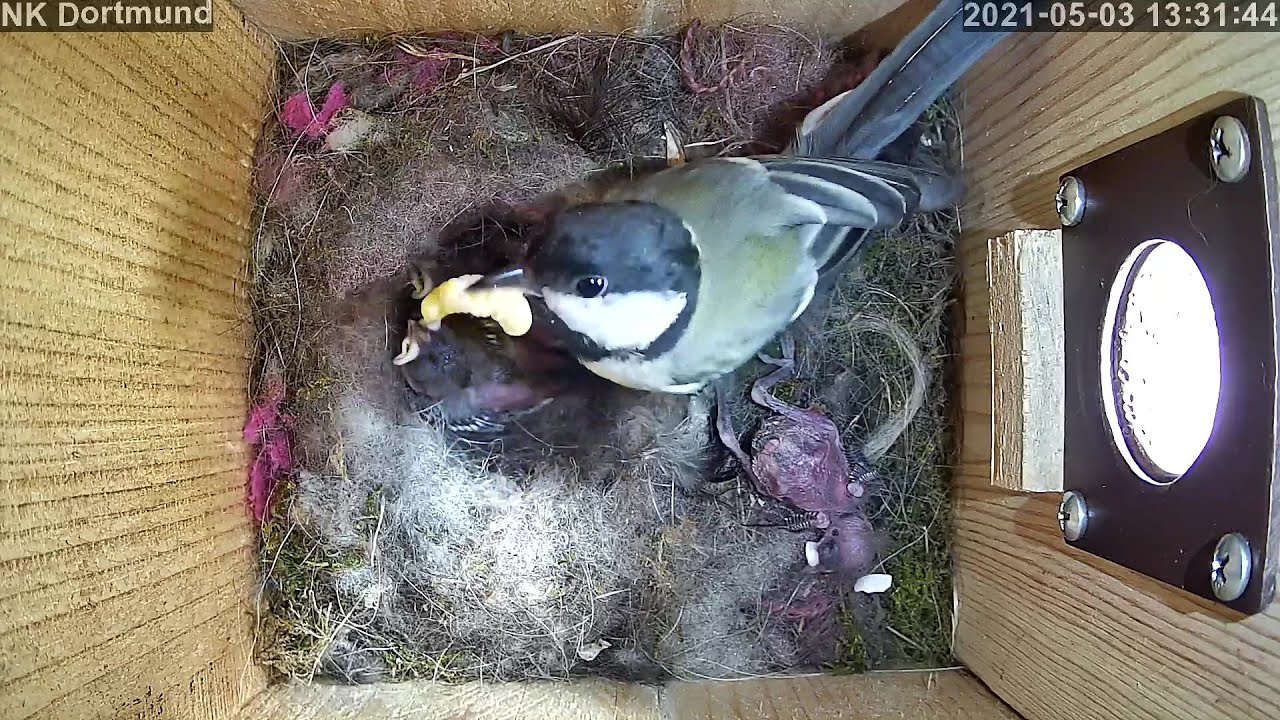 Die 2 Küken werden gefüttert bis sie satt sind! | Tag 10 | 03.05.2021