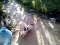 Sexo rudo entre gata y perro