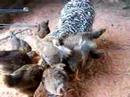 Welsummer chicks 2 Welsummer chicks 2