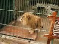 lion says ALLAH