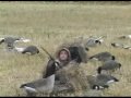 Real Outdoors TV / GundogsOnline.com / Shawn Stahl Tip