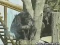 Addicted monkey Addicted monkey