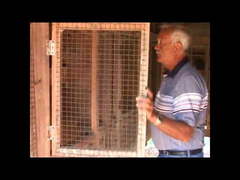 roller pigeons - Color Pigeons & More featuring James Turner on how to train Performing Rollers.