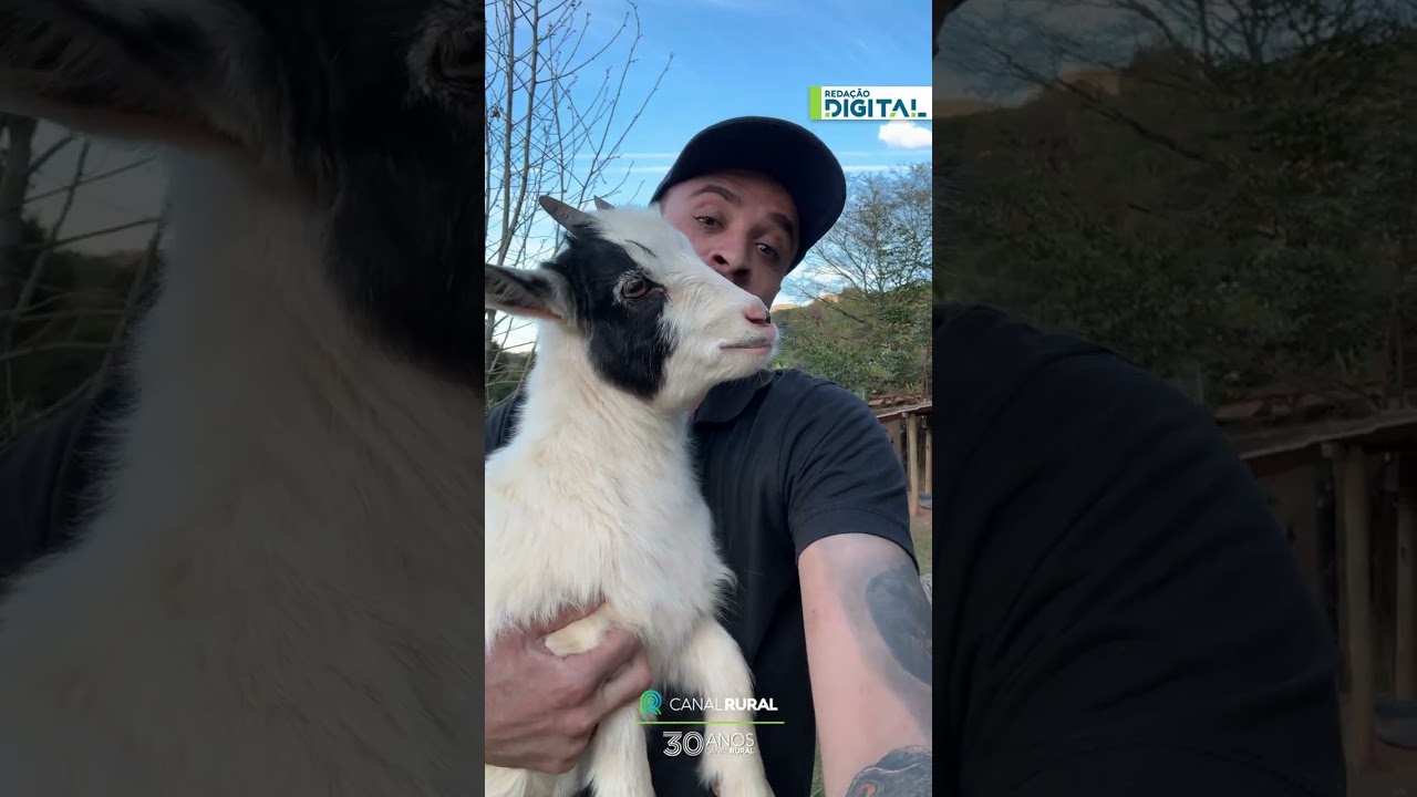 Veterinário ganha momento de carinho com filhote de mini cabra