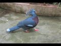 Wings Over the Aviary