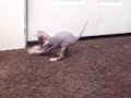 SPHYNX CAT & MOUSE   hairless fun