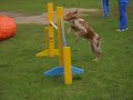 Kiara competencia abierta de agility 15/10/07 Kiara competencia abierta de agility 15/10/07