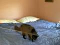 videos de This Is Your Cat On Crack