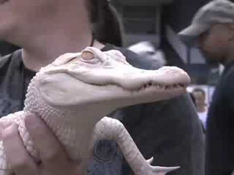 YouTube reptile video