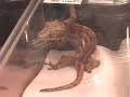 SnakeBytesTV-Albino Alligator and more!!! SnakeBytesTV-Albino Alligator and more!!!