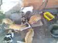 gatos hambrientos