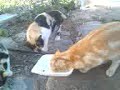 gatos hambrientos