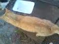 gatos hambrientos