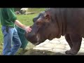 Hungry hungry hippos part 2