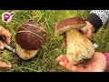 เก็บเห็ดผึ้ง🍄🍄🍄เดนมาร์กจ้า