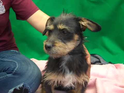 kibbles - Kibbles is a scruffy six month old black and tan male Terrier puppy who was found in Huntington Park on February 26th and brought to the Downey Animal Care C...
