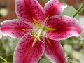 My DayLilies Flower Garden