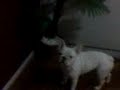 porque esse dogguito eh coisa de cinema!!!!