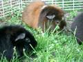 videos de Babies  Summer 08