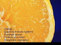 100 Life Saving Health Fo...