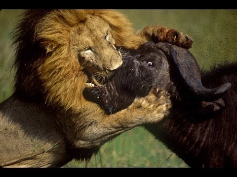 Lions - An amazing wildlife documentary on the life of wild lions. tags: lion documentary, lion documentary national geographic, lion documentary 2014, lions documen...