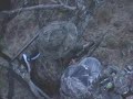 Hunting Pigs in Hawaii with 12 Guage Shotgun Slug