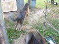 My crazy  wolfhounds