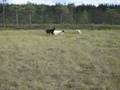 Borzoi video