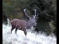 Love message -by Giuliano Bernardi Video Production