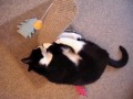 Felix - first catnip and scratch post