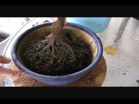 how to fertilize japanese maple trees