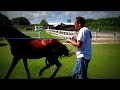 Peruvian Paso Stallion Mating