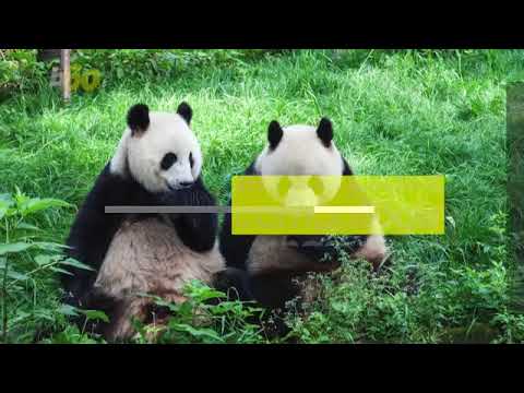 Unit 107 This is why Pandas are Black and White Thumbnail