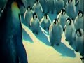 Karadeniz Hoptek Penguen karadenizliyiz.org