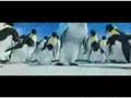 Karadeniz Hoptek Penguen karadenizliyiz org