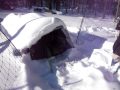Snowed-In Eglu