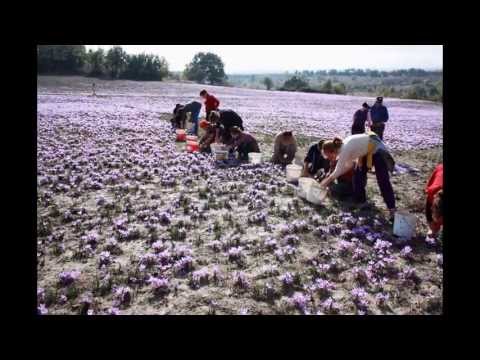 how to harvest saffron