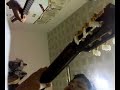Boi and Fariz show - Salah(Lobow)