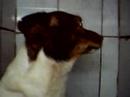 Dudu piratinha ADOTADO! Ouvindo a conversa toda ;)